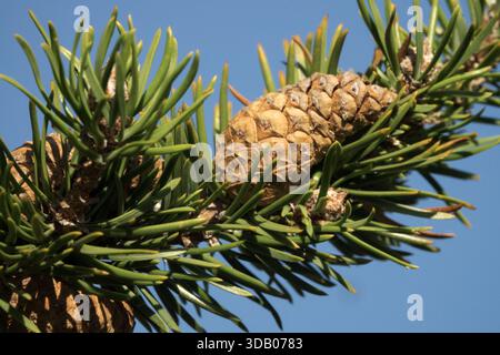 Pinus banksiana cone Stock Photo