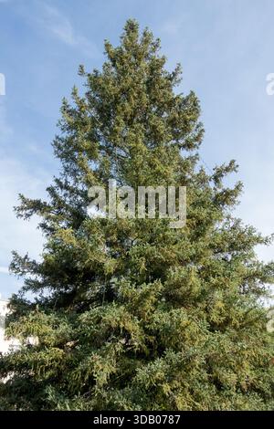 Black Spruce Tree Stock Photo