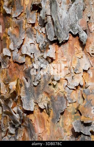 Peeling bark Scots Pine Stock Photo