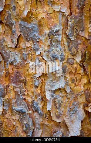 Peeling bark Pinus sylvestris Stock Photo