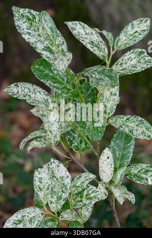 Cherry Laurel Prunus laurocerasus "Marbled White Stock Photo - Alamy