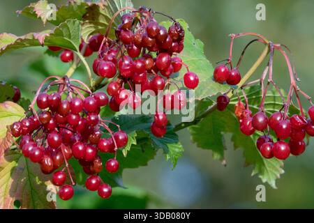 Clusters of ripe red berries, Viburnum opulus on a branch at the end of the growing season Stock Photo