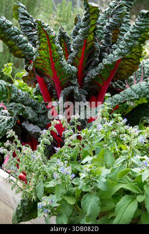 Red Swiss chard, Beta vulgaris and blue borage, Borago officinalis, growing in a vegetable garden planter. Stock Photo