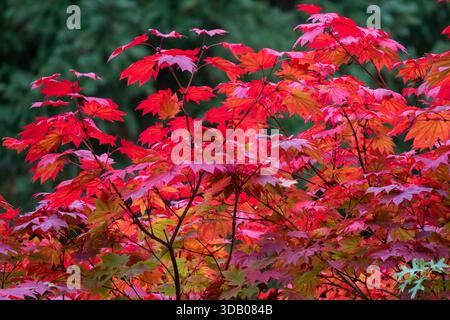 Vibrant red autumn foliage of a Japanese maple tree, Acer japonicum 'Meigetsu' in an outdoor garden. Stock Photo