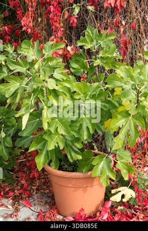 Common Fig Tree Ficus carica growing i pot Stock Photo