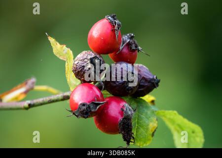 Rose Hips Autumn Stock Photo