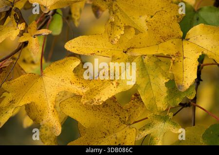 Field Maple Leaves in Autumn Stock Photo