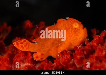 Painted frogfish, Antennarius pictus, camouflaged in a red sponge, Tulamben, Bali, Indonesia Stock Photo