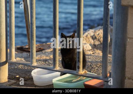 Black cat sitting behind metal bars, looking at the viewer. Water bowls are on the ground near the sea Stock Photo