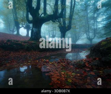 oggy autumn forest with ancient trees, mossy roots and fallen leaves reflected in a small stream. Atmospheric woodland scene with soft light, mystery Stock Photo