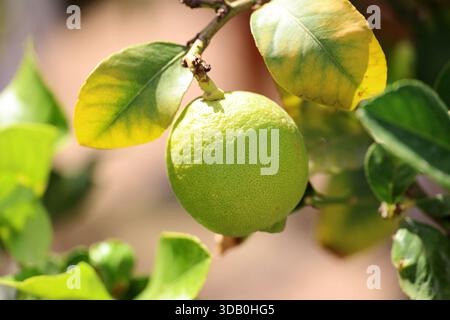 Bitter oranges close up on a tree in Andalusia, Spain Stock Photo