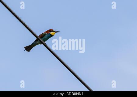 European Bee-eater (Merops apiaster) Perched on an Electric Wire in Moselle, France Stock Photo