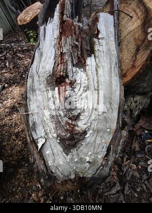 Close-up of decaying tree trunk with peeling bark and textured wood grain in a rustic outdoor setting, highlighting natural decay and patterns. Stock Photo