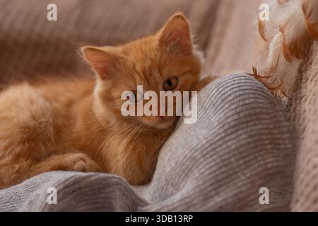 Small ginger kitten rests on soft knitted fabric in warm indoor light. Gentle texture surrounds relaxed paws and calm expression. Stock Photo