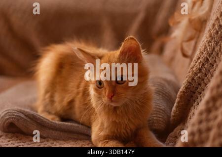 Ginger kitten lies stretched on textured blanket with serene posture. Warm tones emphasize comfort and gentle fur detail. Stock Photo