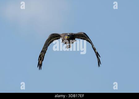 Crested serpent eagle in flight on a blue sky background Stock Photo