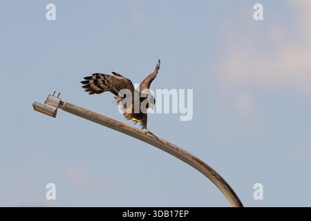 Crested serpent eagle landing on a light pole Stock Photo