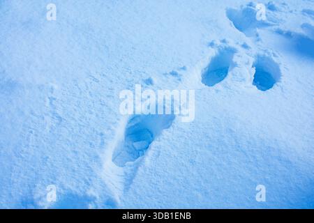 Winter background with snow drifts. Winter background with snow drifts. Background of fresh snow. Stock Photo