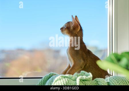 Portrait of wild colored Abyssinian cat, playful three month old kitten in a home Stock Photo