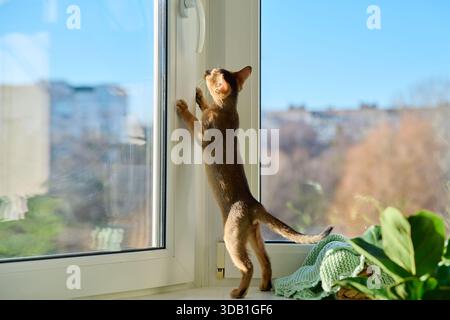 Portrait of wild colored Abyssinian cat, playful three month old kitten in a home Stock Photo