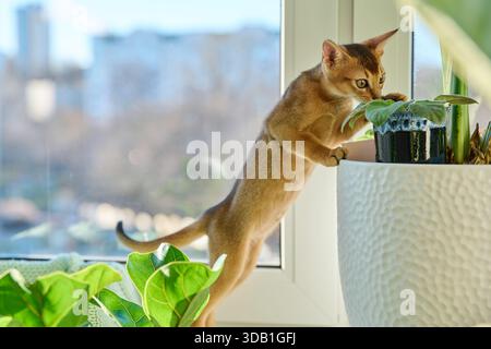 Portrait of wild colored Abyssinian cat, playful three month old kitten in a home Stock Photo