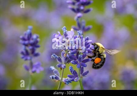 Bee in Lavender fields at Seaform Lavender Company and Gardens in Seaform (River John) Nova Scotia Canada Stock Photo