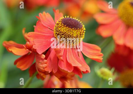 Helenium 'Moerheim Beauty', sneezeweed, herbaceous perennial with orange bronze daisy like flowers in summer and autumn. Close up portrait background Stock Photo