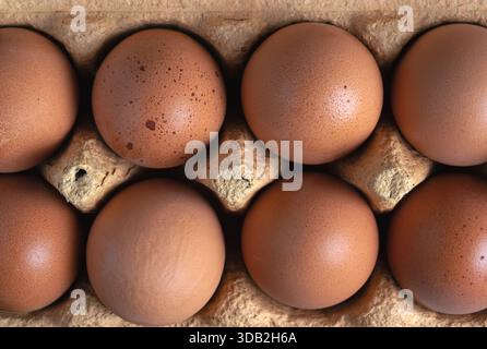 A dozen eggs are sitting in a carton. The eggs are brown and appear to be fresh Stock Photo