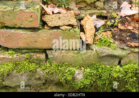 Uniform pattern of old, cracked, uneven bricks in shades of red and orange. Surface structure, background, rustic architecture. Stock Photo