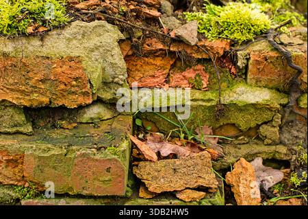 Damaged, abandoned brick and stone wall, partially covered with intensely green moss, grass, and fallen leaves. Natural erosion, organic detail. Stock Photo