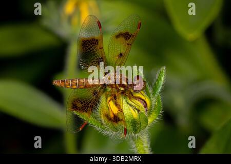Halloween Pennant dragonfly resting on flower. Insect identification, wildlife conservation and backyard flower garden concept. Stock Photo