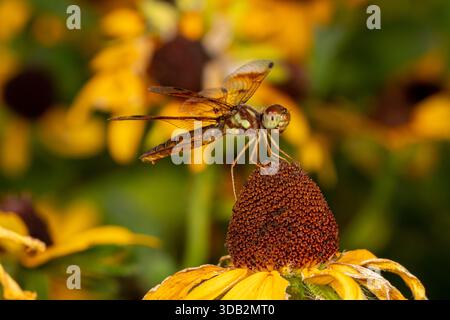 Halloween Pennant dragonfly resting on flower. Insect identification, wildlife conservation and backyard flower garden concept. Stock Photo