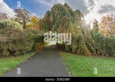 Scenic park path forming a tunnel under a weeping beech tree arch on the grounds of Castle De Haar during the autumn season in Utrecht. Stock Photo
