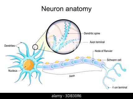 Dendritic spine. Neuron anatomy. Learning and memory. Neuronal plasticity. Neural communication. Transmission of the nerve signal between two neurons Stock Vector
