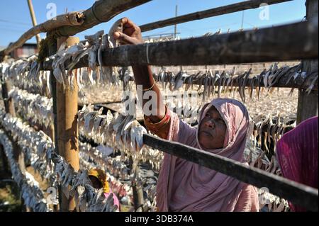 December 13, 2025: Chattogram, Bangladesh: A woman hangs fish to dry at an open yard in Bangladesh. The fish are cleaned, salted, and sun-dried on bamboo platforms for 4 to 5 days, depending on weather conditions. Dry fish processing requires consistent heat and remains a vital food source in Bangladesh, accounting for the fourth-largest share of fish consumption and providing an affordable protein across all income levels. (Credit Image: © Md Rafayat Haque Khan/eyepix via ZUMA Press Wire) EDITORIAL USAGE ONLY! Not for Commercial USAGE! Stock Photo