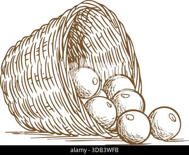 A woven horn shaped basket tipped over with apples tumbling out in etched lines. Stock Vector