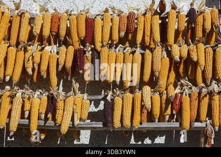 Drying of corn cobs, Kronburg, Allgäu, Swabia, Bavaria, Germany Stock Photo