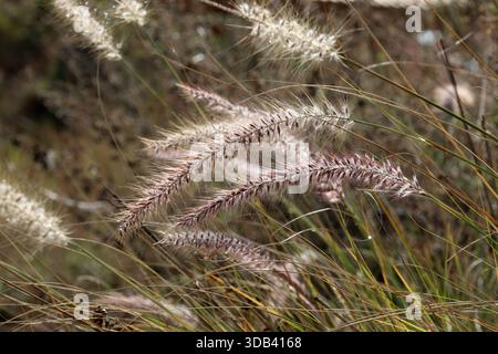 Flowers seed heads on long fountain grass in a field Stock Photo