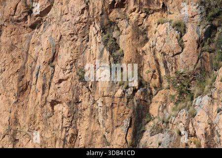 Close-up of a rocky stone cliff with scattered vegetation abstract textured background Stock Photo