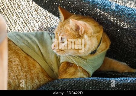 orange tabby cat wearing a light green, soft waffle-knit shirt, resting or hiding partially beneath a dark, net-like material. The focus is on the cat Stock Photo