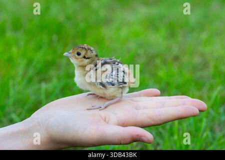 Pheasant, Common Pheasant, Ring-necked Pheasant, Phasianus colchius, chick on a hand, Schleswig-Holstein, Germany Stock Photo