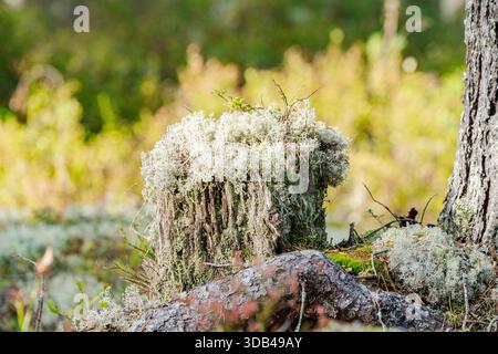 Sweden, Gävleborg County, Ljusdal, Hamra National Park, lichens on an old tree trunk Stock Photo