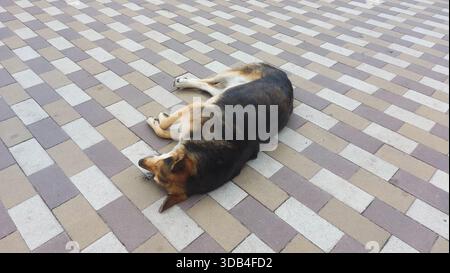 Dog laying on its back on tiled pavement, enjoying a moment of calm. Its relaxed posture makes it look completely at ease in its surroundings. A mutt Stock Photo