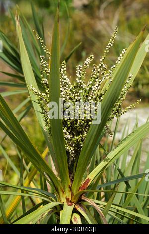 Cordyline australis, cabbage tree, small, often white or bluish berries in autumn Stock Photo