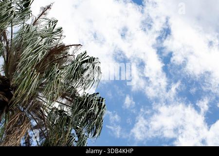 A view of a palm tree canopy against a cloudy blue sky. Stock Photo