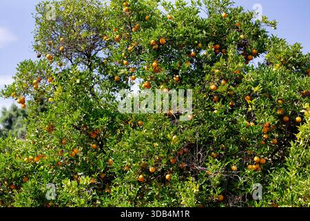 A view of Valencia oranges growing on a tree. Stock Photo