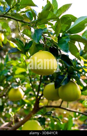 Pomelo fruit (citrus maxima) growing on a tree (Imperial Palace East National Gardens, Tokyo, Japan) Stock Photo