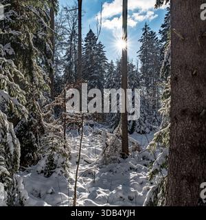 Sunlit Snowy Forest in the Black Forest - Winter landscape with snow-covered evergreens and crisp blue sky Stock Photo