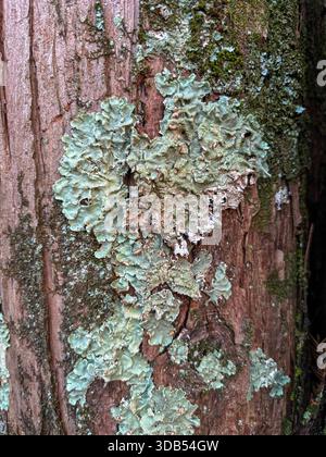 Flavoparmelia caperata, the common greenshield lichen, is a foliose lichen that grows on the bark of trees Stock Photo