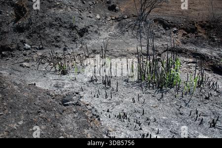 New green shoots growing from the dark ash and charred ground after a wildfire, symbolizing rebirth Stock Photo